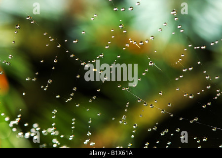 La rugiada cowered spiderweb con sfondo sfocato Foto Stock