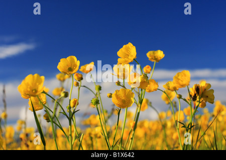 Campo di ranuncolo giallo fiori insieme contro un cielo blu, fantastica estate concept Foto Stock