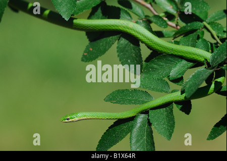 Ruvido Green Snake Opheodrys aestivus arrampicata per adulti nella struttura Refugio Coastel piegare Texas USA Aprile 2008 Foto Stock