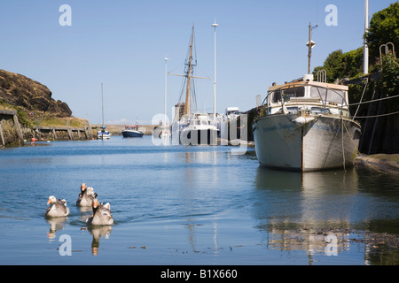 Barche ormeggiate dal Wharf a Porto Vecchio in estate con Graylag oche Anser anser. Amlwch Isola di Anglesey North Wales UK Foto Stock