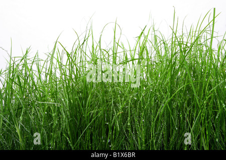 Erba verde con gocce d'acqua sulla isolato contro bianco Foto Stock