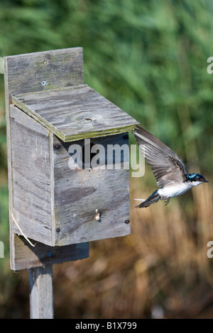 Tree Swallow battenti dalla casella di nesting Foto Stock