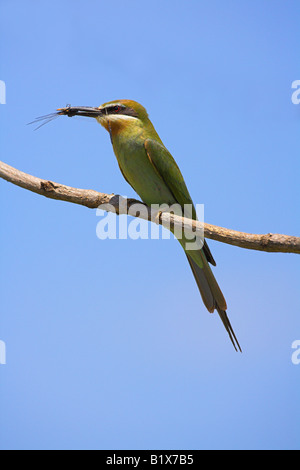 Madagascar Gruccione Merops superciliosus appollaiato sul ramo con dragonfly nel becco a Ampijoroa, Madagascar in ottobre. Foto Stock