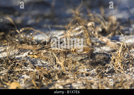 Madagascar Nightjar Caprimulgus madagascariensis per adulti e giovani sono ' appollaiati sulla terra al Domaine d'ambola, Madagascar in ottobre. Foto Stock