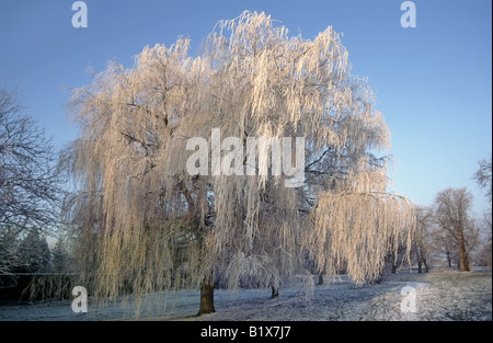 Piangere Willow albero natura naturale in inverno paesaggio di gelo E neve che copre Essex Inghilterra UK Foto Stock