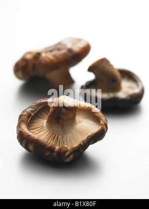 Tre i funghi secchi Foto Stock