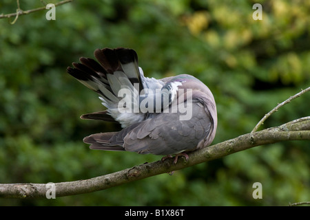 Legno preening pigeon Foto Stock