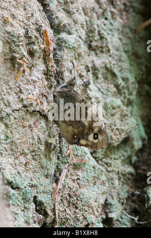 Pararge aegeria. Punteggiate di farfalle Legno mimetizzata contro la corteccia di albero. Reelig Glen, Inverness, Scotland Foto Stock