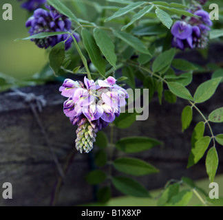 Una nuova fioritura di fiori di glicine pende da una recinzione. Foto Stock