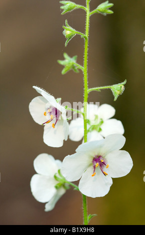 Close up di Tarma Mullein fiori (Molène blattaria) un membro della famiglia di bocca di leone Foto Stock