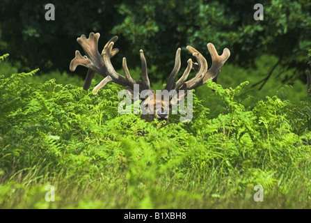 Paesaggio colpo di cervi rossi stag guardando sopra alcuni bracken Foto Stock