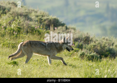 Foto di stock di un selvaggio lupo grigio di trotto in discesa nel Parco Nazionale di Yellowstone. Foto Stock