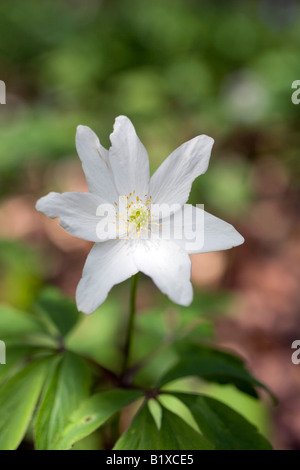 Legno Anemone Anemone nemorosa , Foto Stock