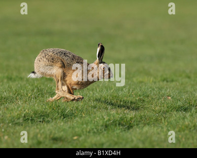 Brown lepre Lepus europaeus in esecuzione a velocità su campo Foto Stock