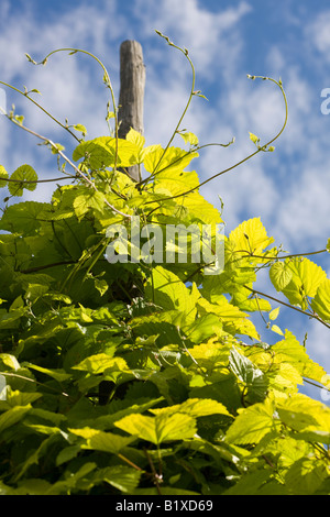 Luppolo (Humulus lupulus) Foto Stock