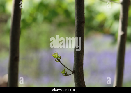 Scena di bosco di cenere alberelli stagliano contro uno sfondo di Bluebells in Leicester legno. Foto Stock