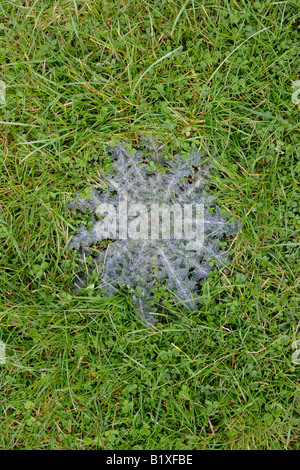 Thistle rosette in erba close up England Regno Unito Foto Stock