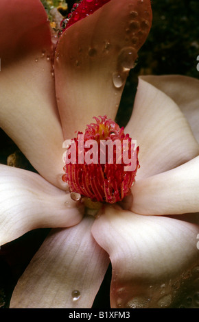 Un caduto magnolia blossom Foto Stock
