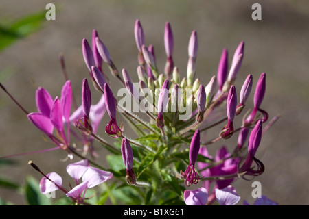 Fiore di ragno (Cleome hassleriana) Foto Stock