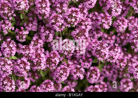 Grandi timo (Thymus pulegioides) Foto Stock