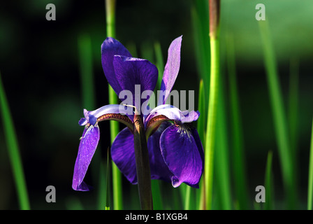 Iris siberiano in piena fioritura Foto Stock