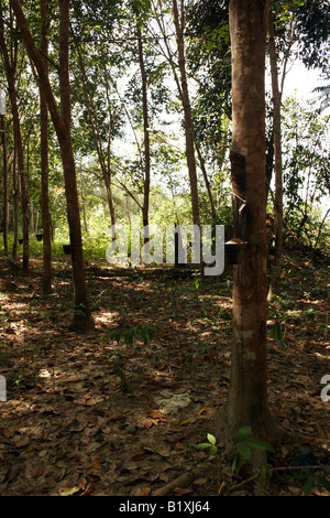 Raccolta di lattice nella piantagione di gomma, Malaysia Foto Stock
