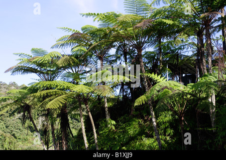Felce grande albero che cresce sulla collina di Cameron Highland in Malaysia. Foto Stock