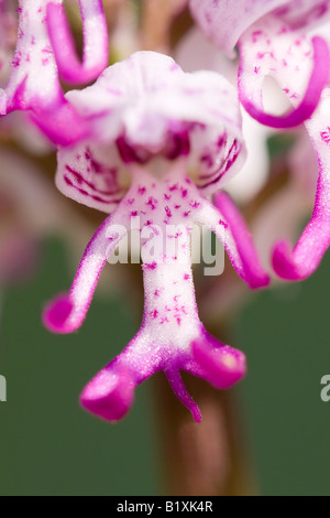 Fiore di close-up di orchidea militare Foto Stock