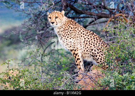 Un ghepardo (Acinonyx jubatus) in Etosha National Park, Namibia Foto Stock