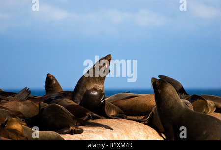 Rosolare le foche (Arctocephalus pusillus), su Duiker Island, Sud Africa Foto Stock