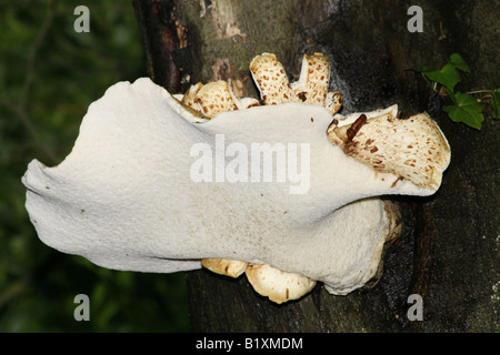 Driadi di grandi dimensioni sella polyporus squamosus Foto Stock