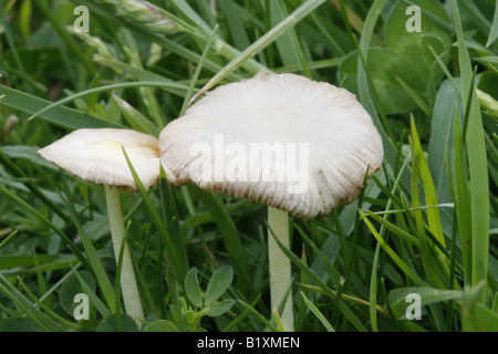 Coppia di giallo bolbitius fieldcaps titubans Foto Stock