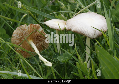 Gruppo di giallo bolbitius fieldcaps titubans Foto Stock