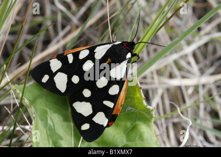 Recentemente emerso crema-spot tiger moth, arctia villica Foto Stock