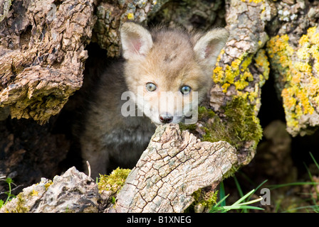 Red Fox cub emergenti da Den Foto Stock