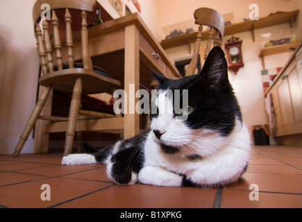 Bianco e nero Cat il raffreddamento in un giorno caldo sul pavimento della cucina Foto Stock