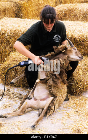Odds Farm Park High Wycombe dimostrazione di tosatura Buckinghamshire England Regno Unito elettrico troncatrice elettrica Foto Stock