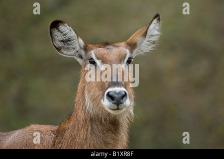 Defassa Waterbuck Foto Stock