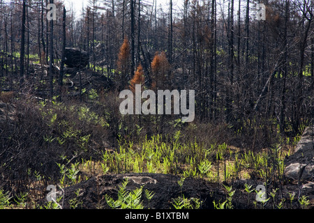Foresta di recupero dopo il fuoco vicino al lago di Echo, Nova Scotia, Canada Foto Stock