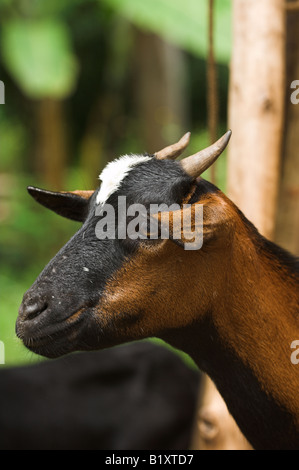 Close up testa di marrone e nero di capra latte Uganda Africa Foto Stock