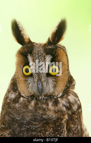 Long Eared Owl Captive verticale Foto Stock