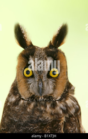 Long Eared Owl Captive verticale Foto Stock