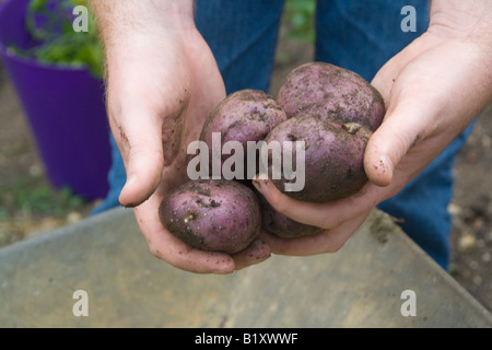 Appena scavato cresciuto in casa "Edzell Blu" heritage varietà di patate nelle mani dell'uomo con la ruota barrow, benna e giardino in background Foto Stock