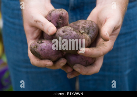 Appena scavato cresciuto in casa "Edzell Blu" heritage varietà di patate nelle mani dell'uomo Foto Stock