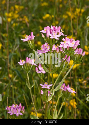 Common Centaury Centaurium erythraea (Gentianaceae) rosa Foto Stock