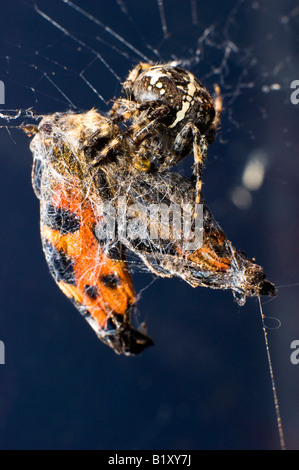 SPIDER avvolge catturati BUTTERFLY Foto Stock