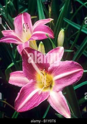 Hemerocallis 'Cherry guance" rosso fiore rosa pianta di giardino Foto Stock