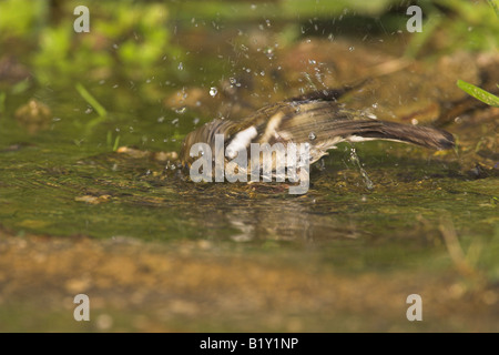 Fringuello Fringilla coelebs balneazione femmina nella piccola piscina di acqua dolce nei pressi di Agiassos La, Lesbo, Grecia in aprile. Foto Stock