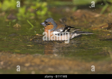 Fringuello Fringilla coelebs maschio di balneazione nella piccola piscina di acqua dolce nei pressi di Agiassos La, Lesbo, Grecia in aprile. Foto Stock