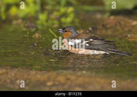 Fringuello Fringilla coelebs maschio di balneazione nella piccola piscina di acqua dolce nei pressi di Agiassos La, Lesbo, Grecia in aprile. Foto Stock